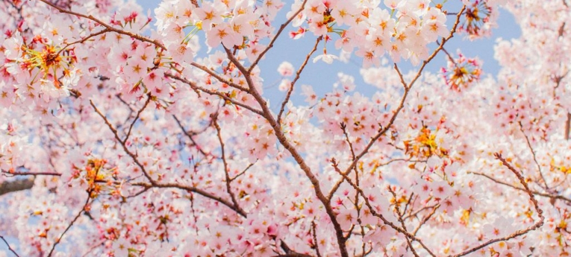 A Local’s Guide to Visiting the Washington, DC Cherry Blossoms